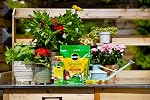 Miracle-Gro Watering Can Singles Plant Food 24-8-16, 24-Pack | All-Purpose Water Soluble Fertilizer Packets | Easy, Mess-Free Feeding for Indoor & Outdoor Plants