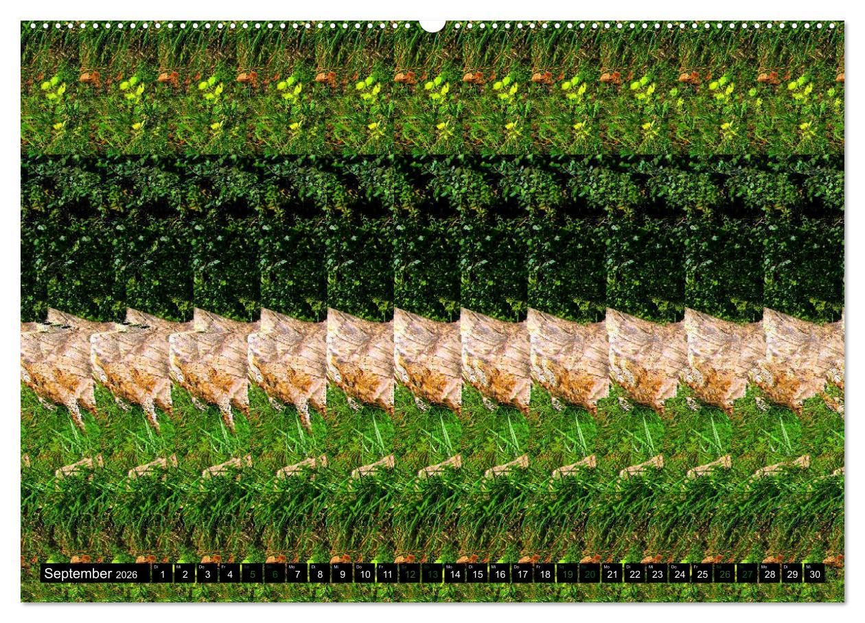 Magische Bilder - 3D Stereogramme (hochwertiger Premium Wandkalender 2026 DIN A2 quer), Kunstdruck in Hochglanz: Fantastische dreidimensionale Raumbilder (CALVENDO Spass)