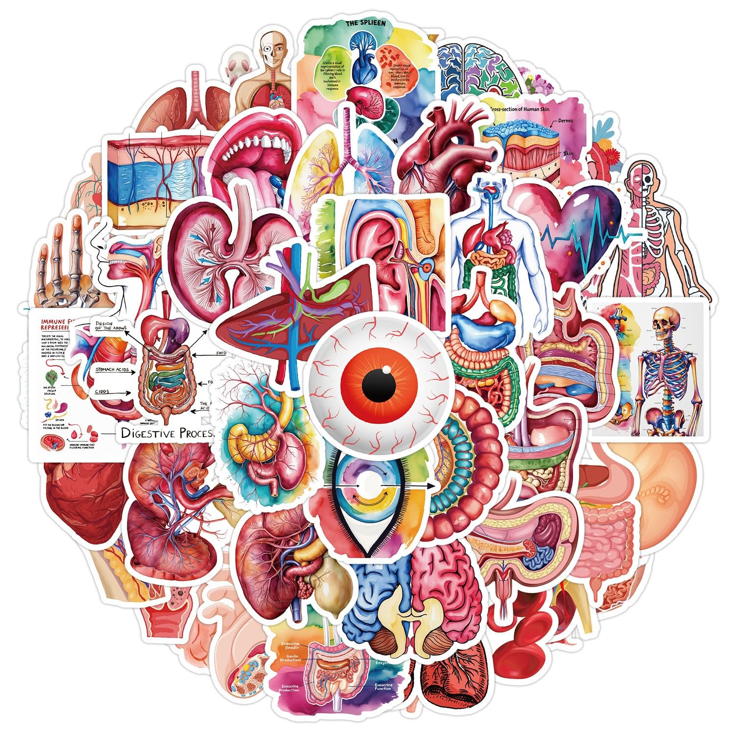 50pcs Human Anatomy Stickers – Waterproof Vinyl Organ Decals (2–2.4") Stickers for Laptops, Water Bottles, Scrapbooks, Phones, Notebooks, Travel Case