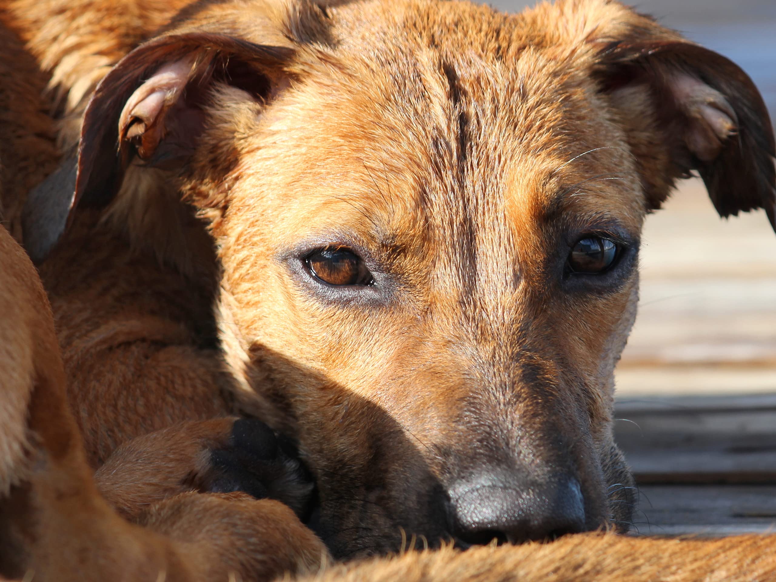 Watch Animal Cops Houston Season 1 Prime Video