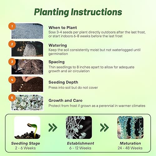 Vista 11 de Outsidepride Semilla de Dichondra Verde