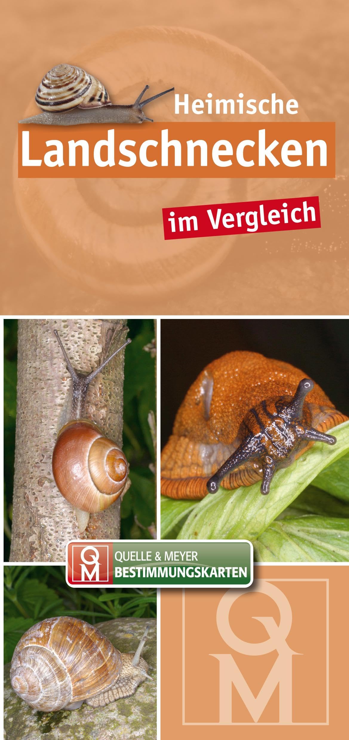Heimische Landschnecken im Vergleich (Quelle & Meyer Bestimmungskarten)