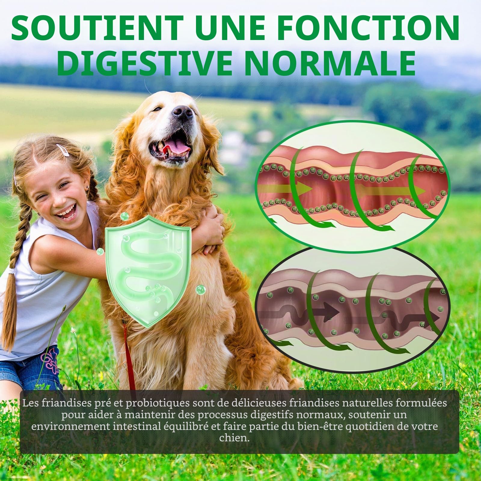 Probiotic pour Chiens,supplément de probiotiques et enzymes digestives,Probiotiques Allergies saisonnières,Améliore la digestion-120 Délicieuses Friandises saveur Canard,300g