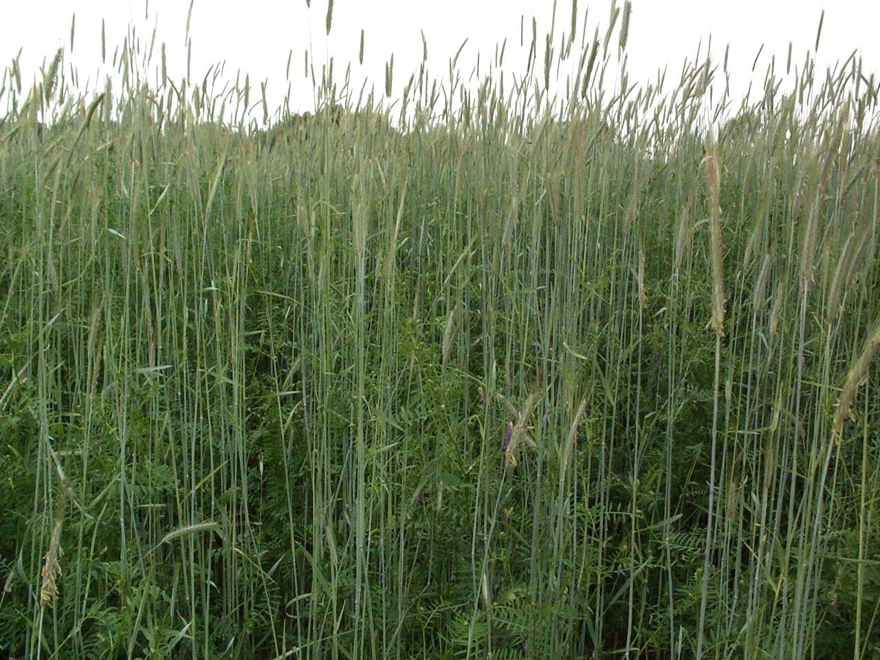 5LBS Winter Rye Seed Cover Crop,Food Plot Deer,Wildlife