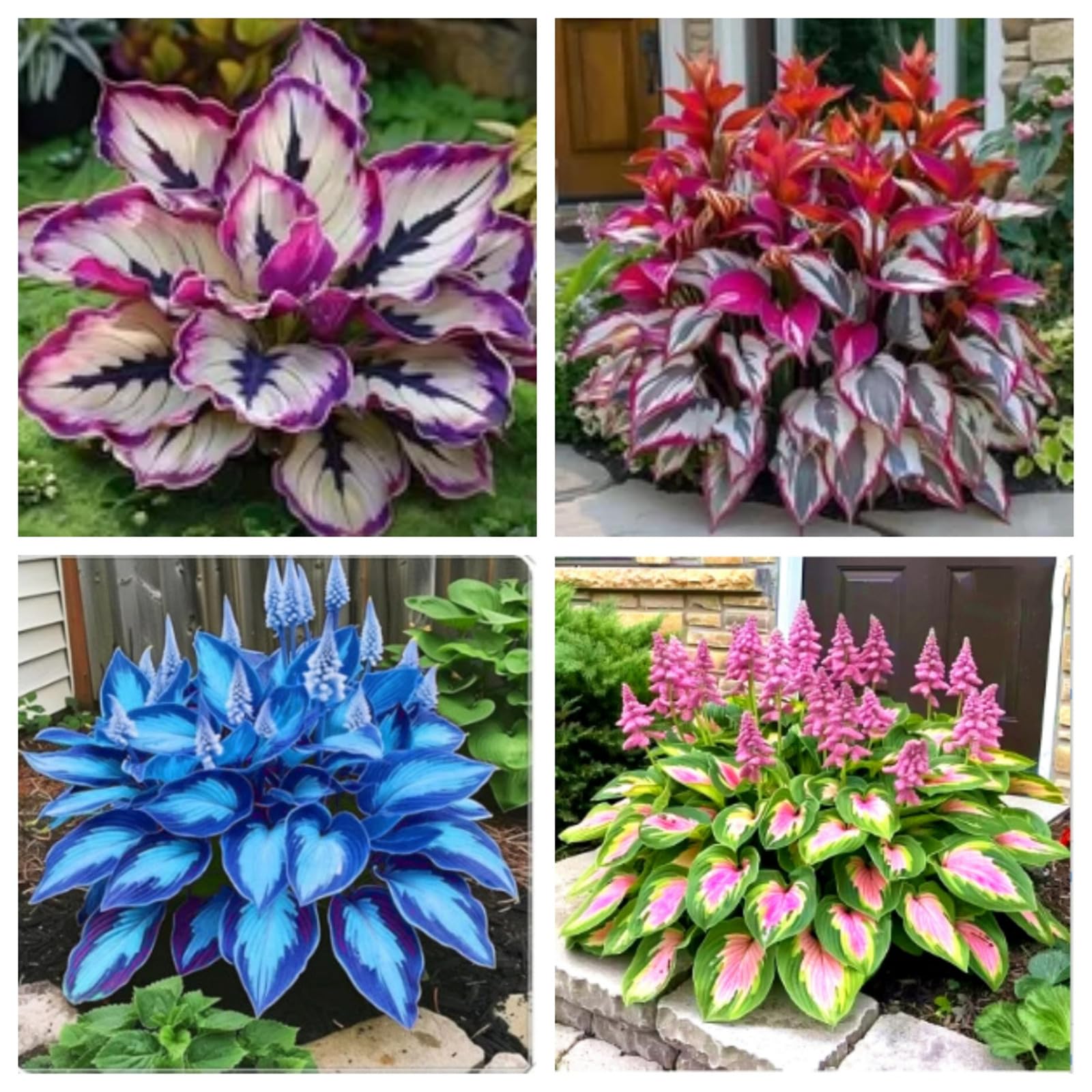 Perennial/Hosta Bulbs for Planting Now UK-Large/Brilliant Hosta Rhizome/Grow Well/Excellent Display/Potted-8bulbs-I