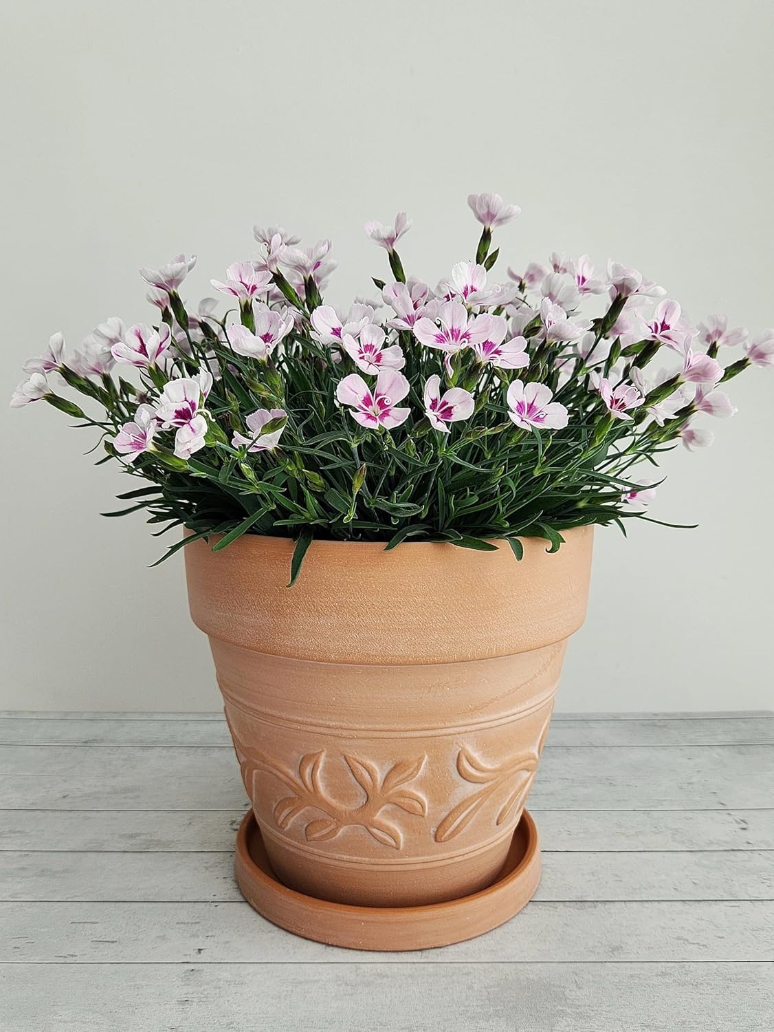 8" Embossed Whitewashed Terracotta Planter with Drainage Hole & Saucer, Rustic Style Unglazed Terracotta Pot for Indoor & Outdoors Plants