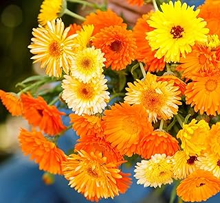 Three Mo Garden | Pot Marigold (Calendula Officinalis) - Pacific Beauty Mix Calendula, Hardy Annuals, Edible flowers, Medicinal HERB - Non-GMO & Open-Pollinated & Heirloom Canada Flower Seeds (200 Seeds)