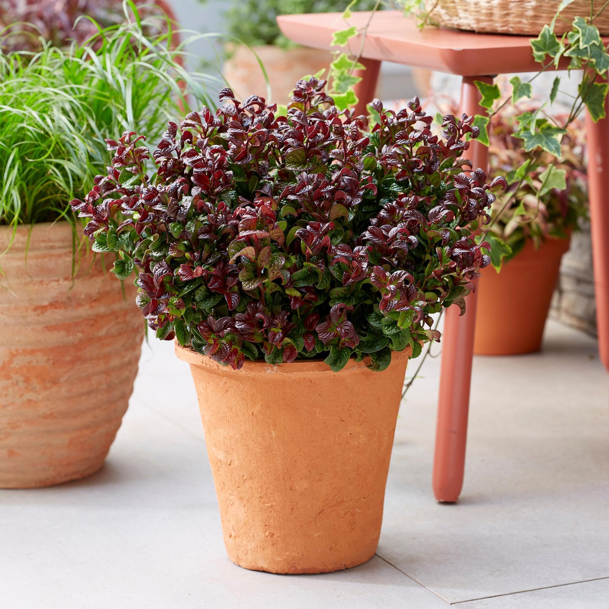 GreenboutiQ - Plante de jardin - Leucothoe Curly Red - Rouge - 2 Plantes - Persistant - Peu d'entretien - Pot 17cm Hauteur 35-45cm