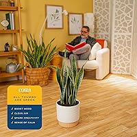Vista 5 de Costa Farms - Planta de la serpiente viva, sansevieria de fácil cuidado, maceta de decoración moderna en tierra, regalo para inauguración