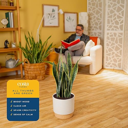 Miniatura 5 de Costa Farms - Planta de la serpiente viva, sansevieria de fácil cuidado, maceta de decoración moderna en tierra, regalo para inauguración