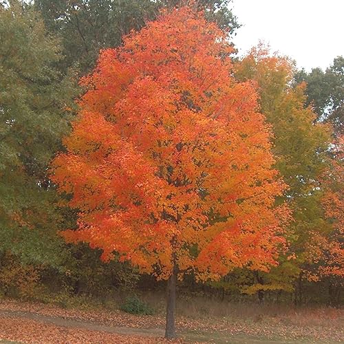 Miniatura 5 de YEGAOL Garden - Semillas de arce azucarado Acer Saccharum Deciduou, árbol ornamental popular en paisajismo al aire libre, 20 semillas de árbol
