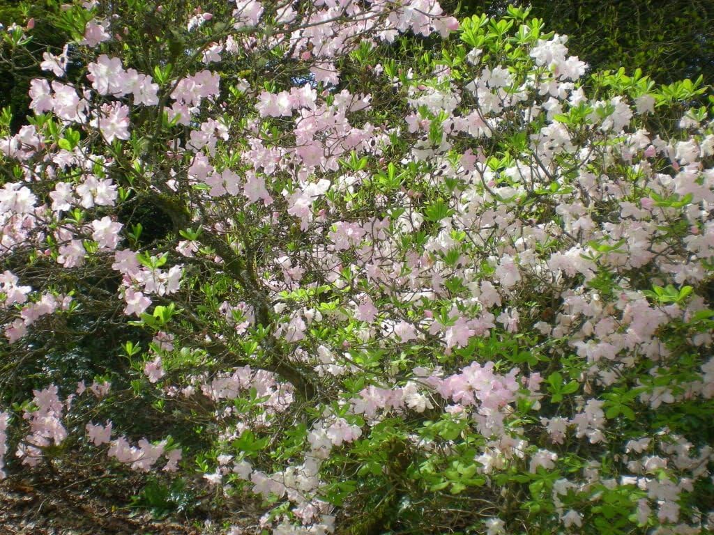 A wide shot of a large Royal Azalea bush in full bloom with light pink flowers