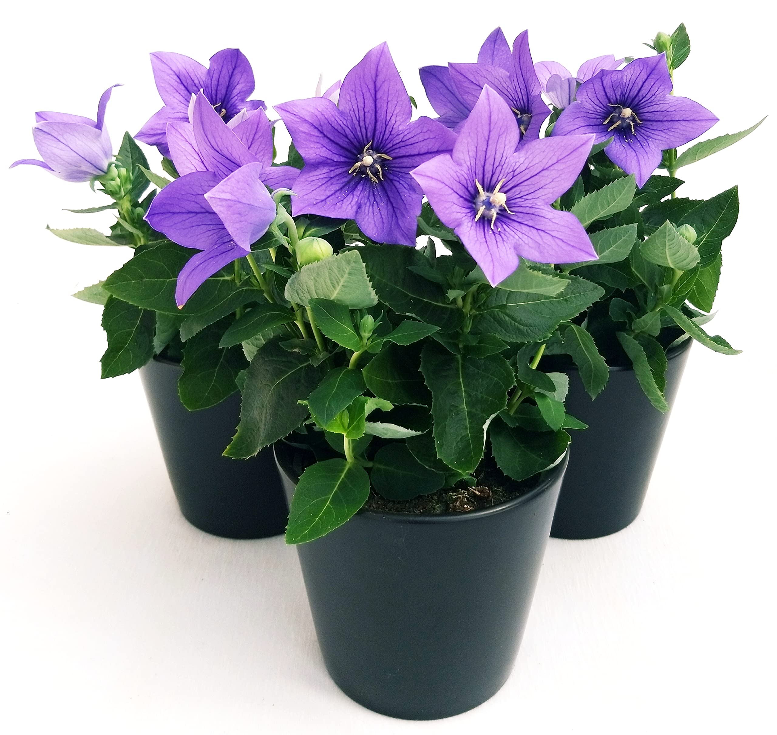 POWERS TO FLOWERS - PLATYCODON BLU 3 PIANTE, piante vere