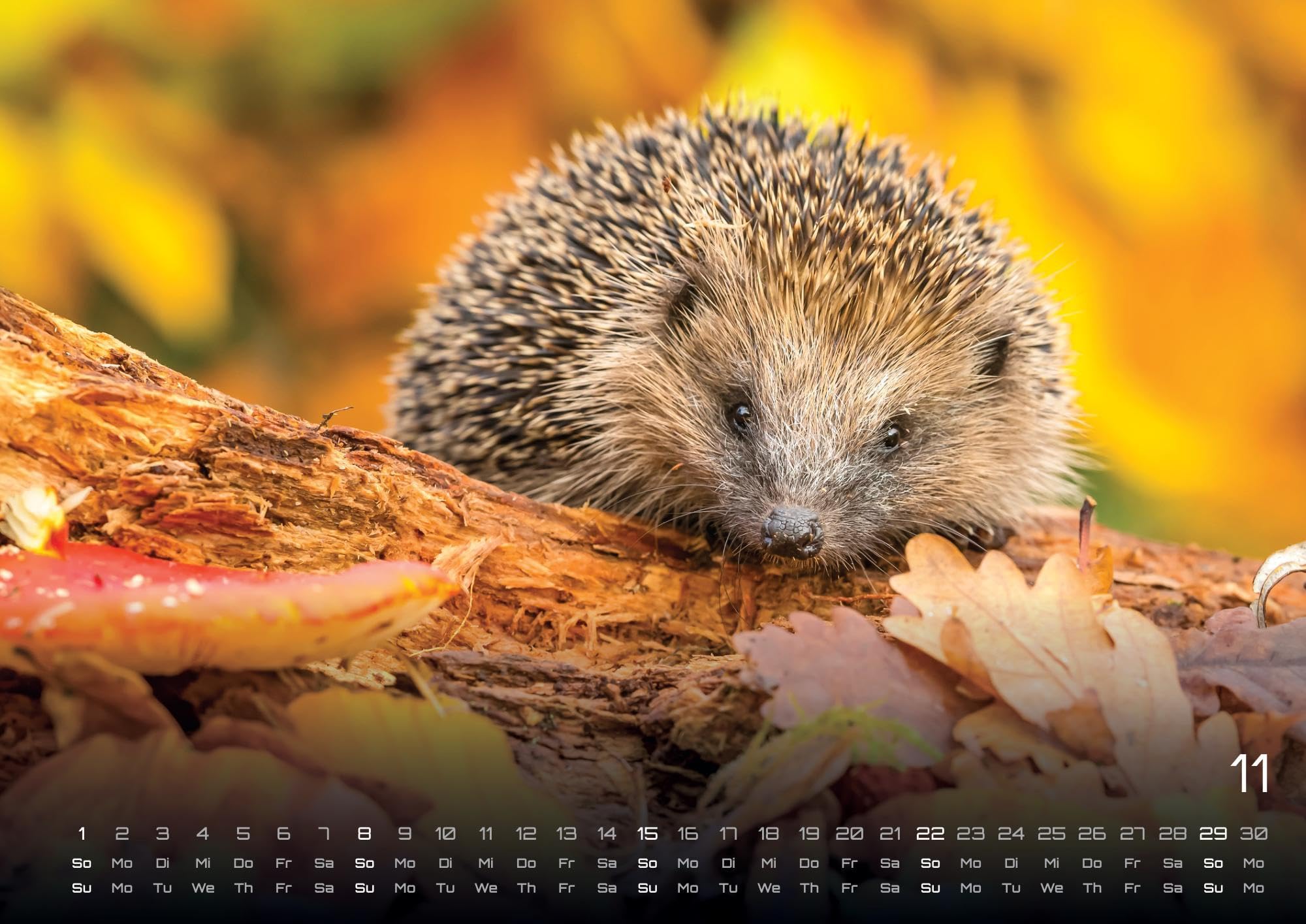 Waldtiere - Heimische Waldbewohner - Der Tierkalender - 2026 - Kalender DIN A2: Der Wandkalender mit den schönsten Waldtier-Motiven für das Jahr 2026 im extragroßen Format DIN A2 (ca. 60 x 42 cm)!