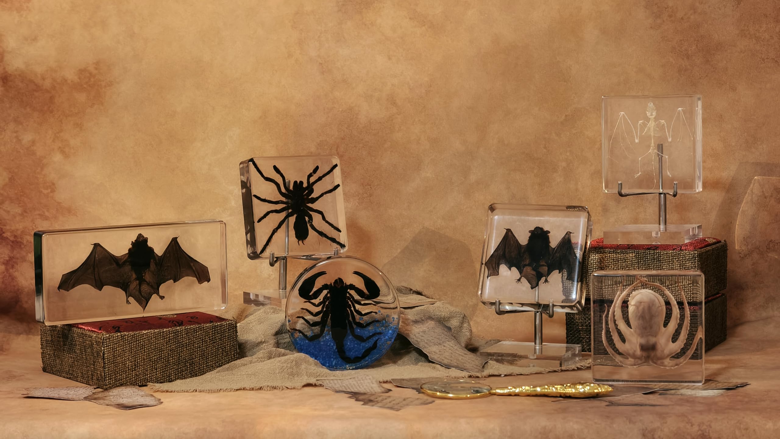 Taxidermy Bat, Real Bat Specimens Animal Specimen in Resin with Acrylic Base Display Stand for Science Classroom Science Education.Unique Gift for Fans of Taxidermy, Animal Skull, Oddities, Biology