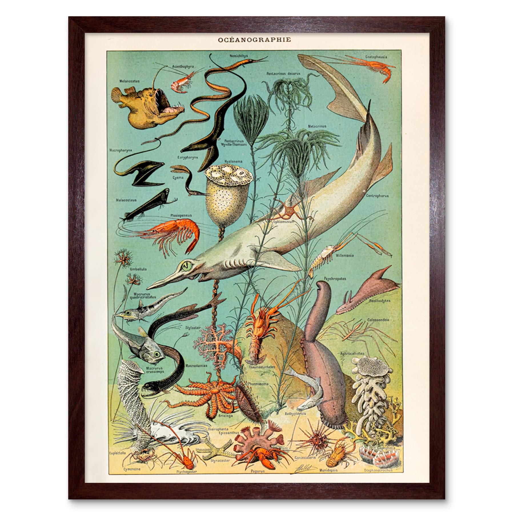 Artery8 Millot Encyclopedia Page Molluscs Shells Art Print Framed Poster Wall Decor 12x16 inch — view 56