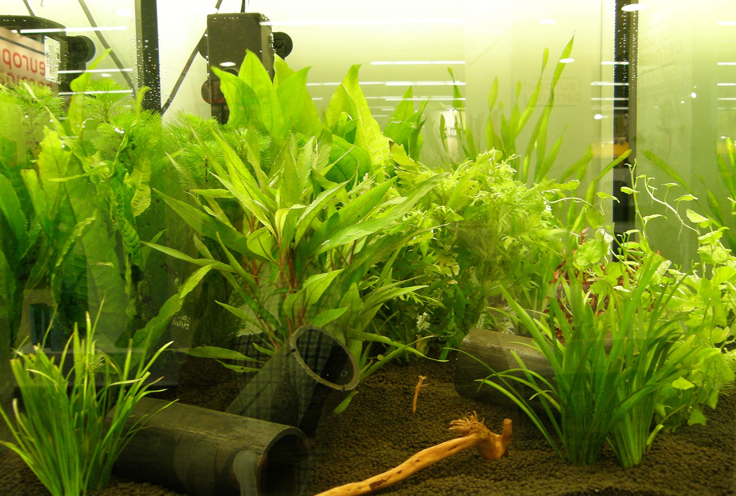 Set XXL composto da 150 piante acquatiche, fertilizzante, condizionatore