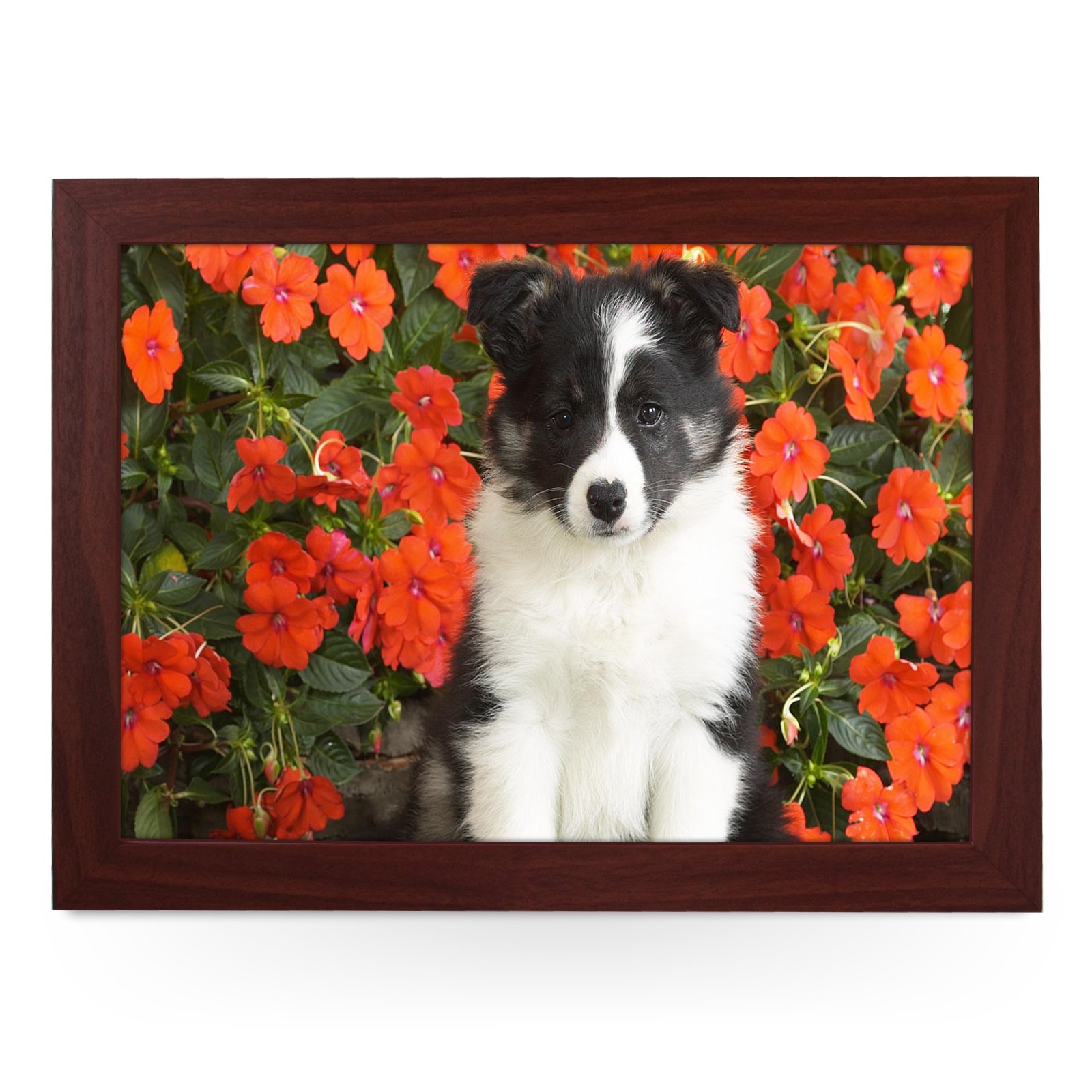 Portable Lap Desk Tray (Shetland Sheepdog Puppy) Handmade Wooden Frame, Beanbag Cushioned Bottom | Computers, Laptops, Meals, Food | L0039 Brown