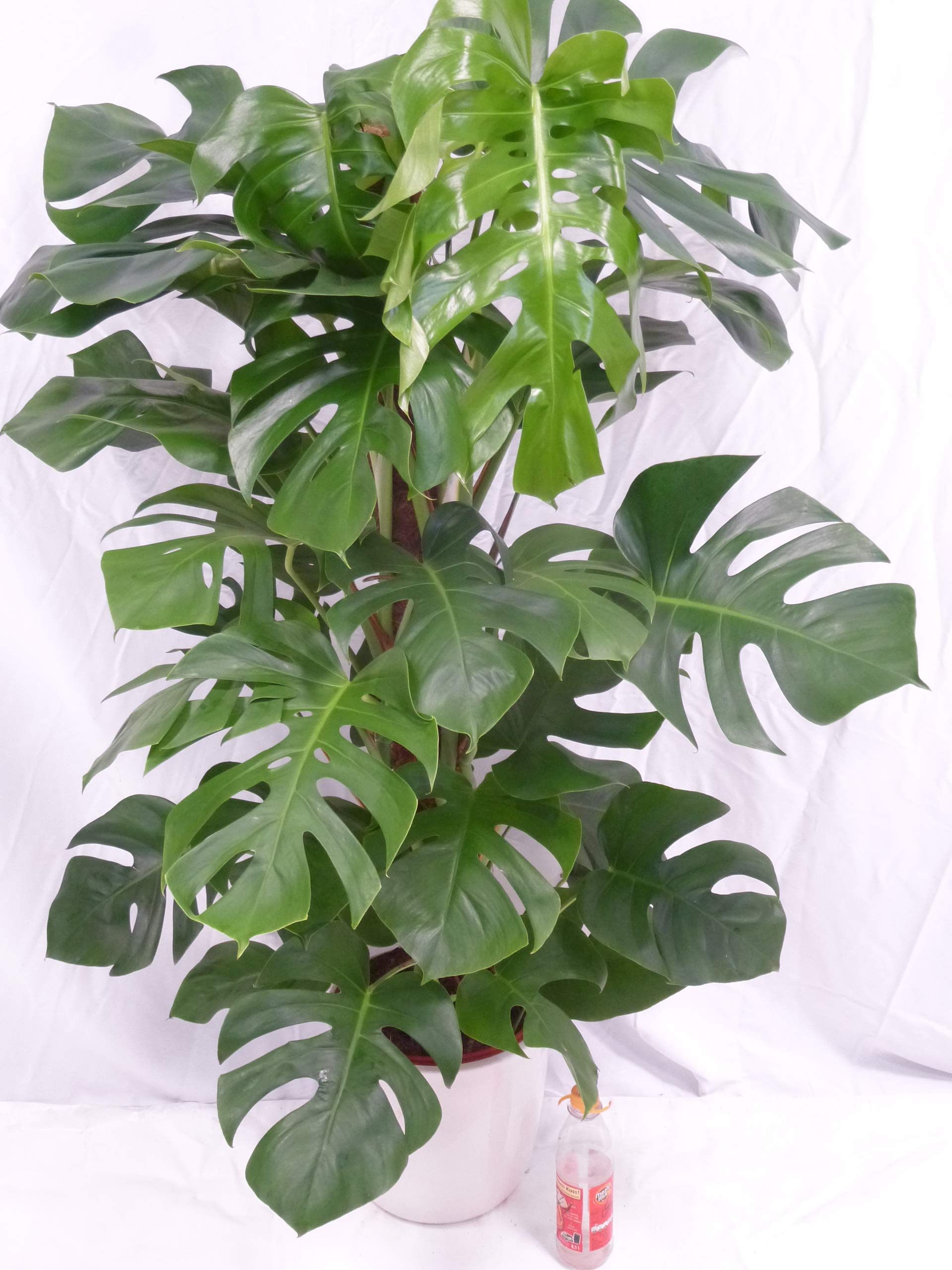 Palmenlager] - Monstera pertusum - Fensterblatt - 150 cm - Topf  24  cm/Lieferung inkl. Rankhilfe // Zimmerpflanze mit groen Blttern :  Amazon.de: Garten