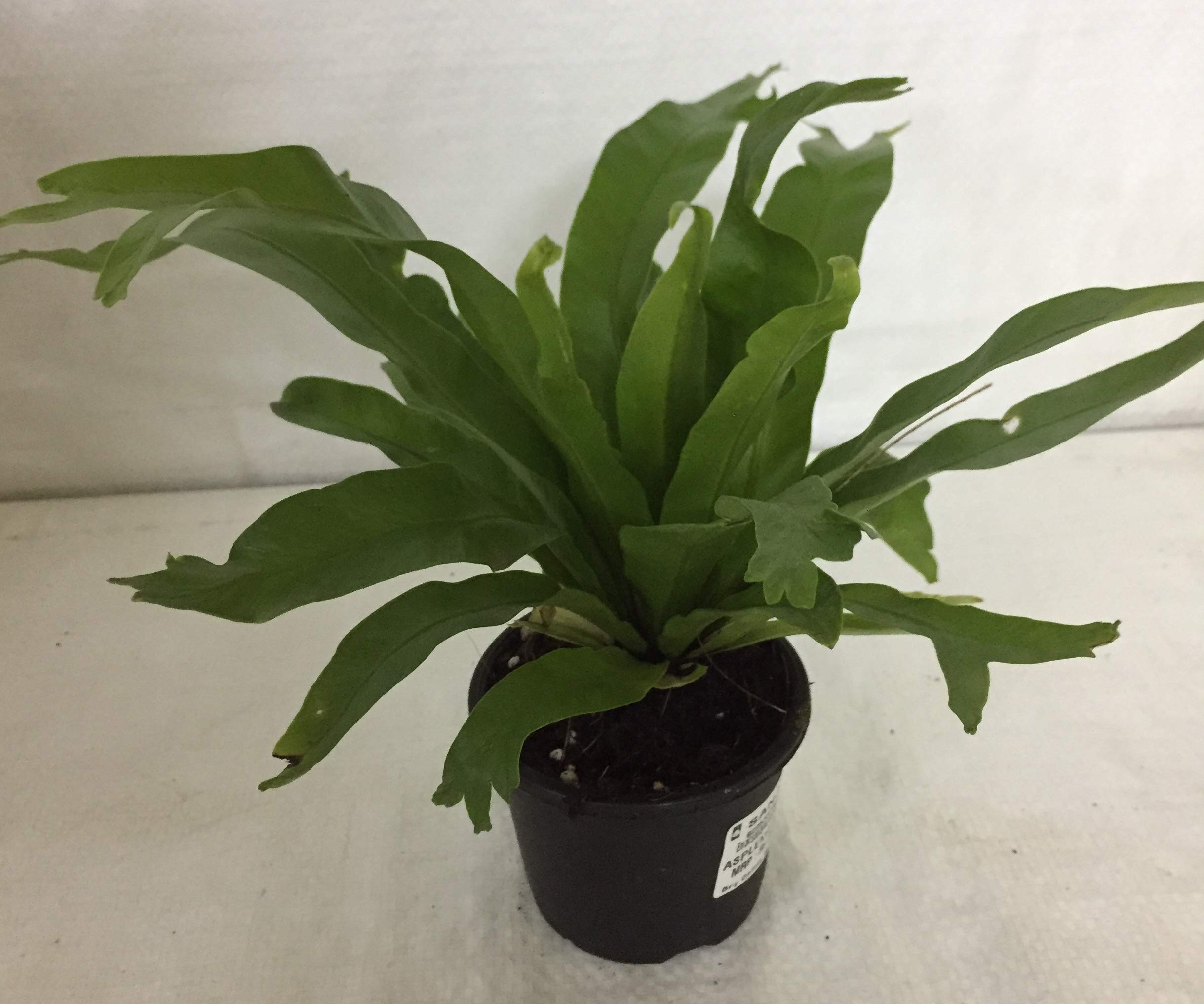 CAPPL Birds Nest Fern Plant (Asplenium Nidus) Indoor Plant with Pot (B07ZB42FFP) Amazon Price History, Amazon Price Tracker