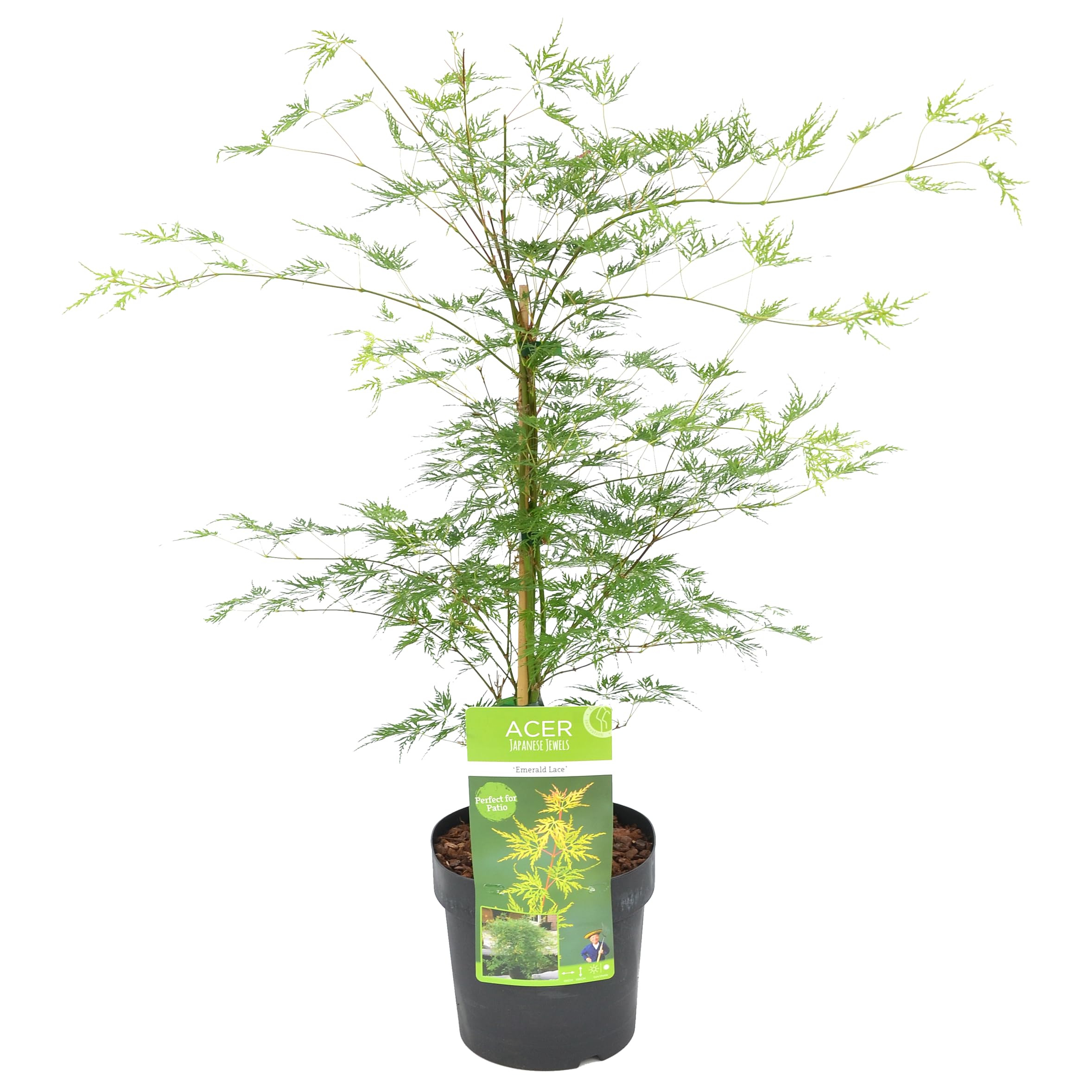 Bloomique - Acer Palmatum Emerald Lace - Érable du Japon - Feuillage vert - Plantes de jardin - Résistant au gel - Hauteur 50-​70 cm - Pot 19 cm