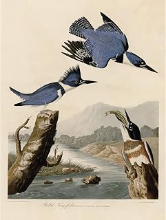 Artery8 Audubon Birds America Belted Kingfisher Premium Wall Art Canvas Print 18X24 Inch