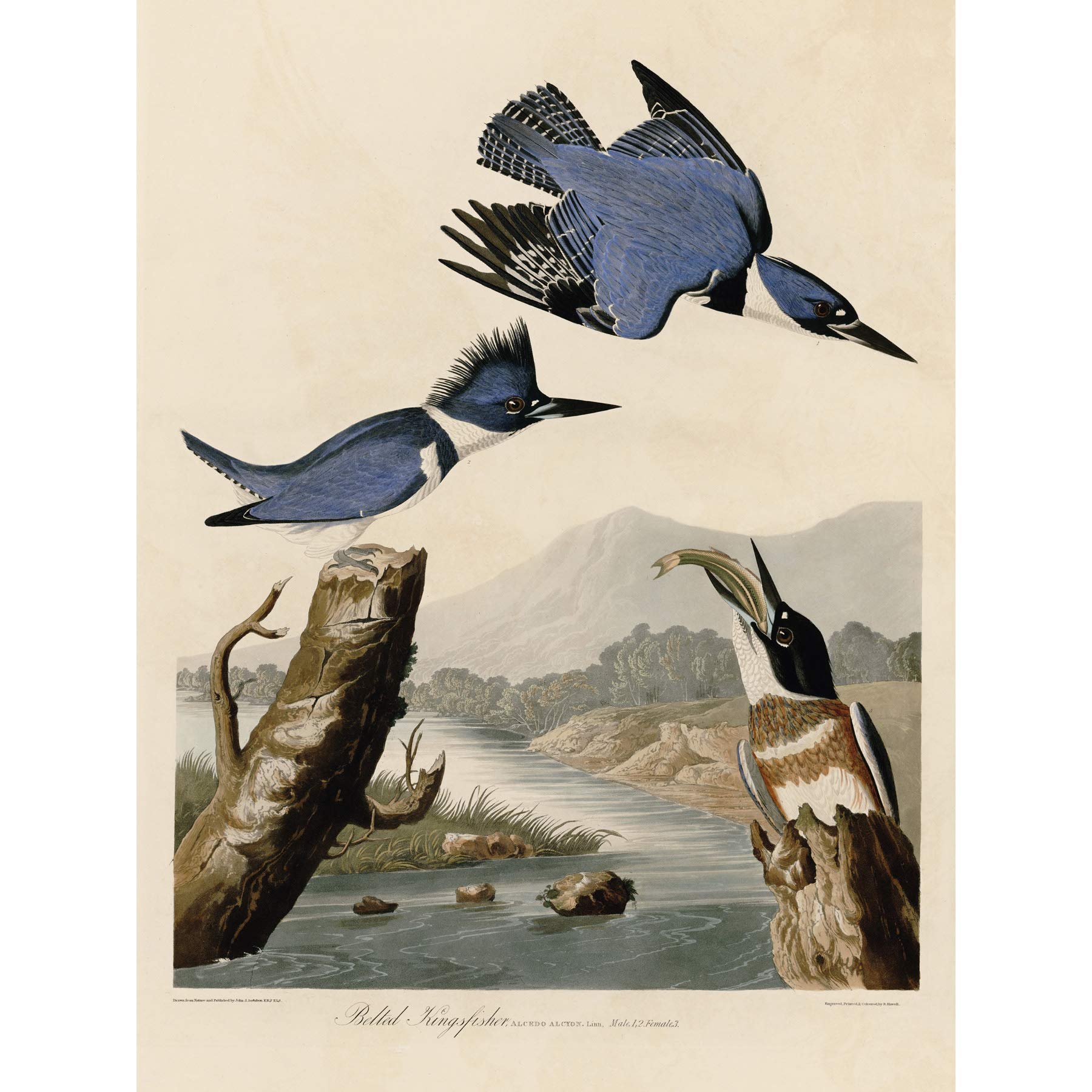 Artery8 Audubon Birds America Belted Kingfisher Premium Wall Art Canvas Print 18X24 Inch