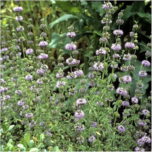 Miniatura 3 de Seed Needs, Pennyroyal - Semillas de menta  1000 semillas tradicionales para plantar mentha pulegium  Hierba medicinal sin OMG y sin tratar para
