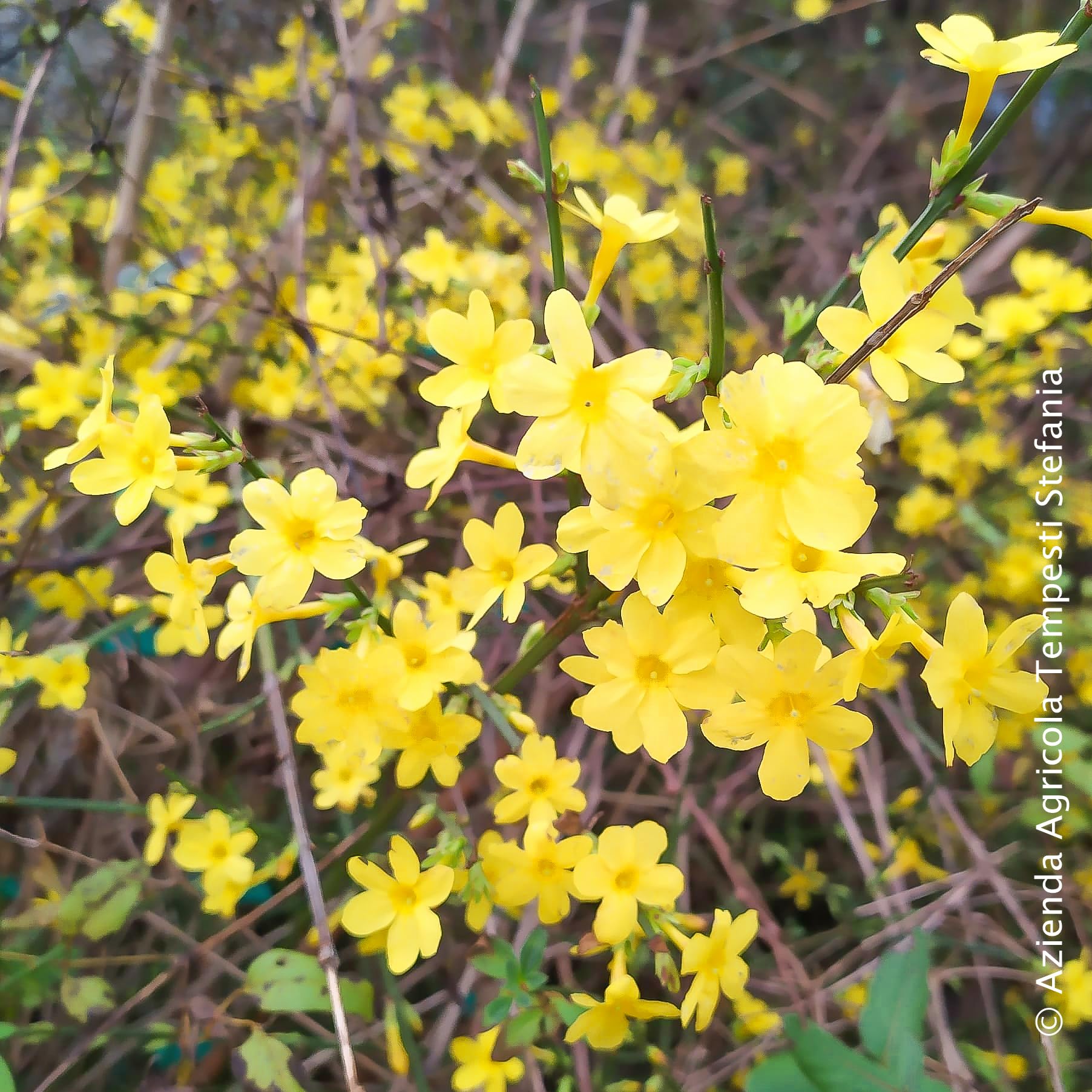 Gelsomino giallo invernale, 2 piante alte 40/60 cm, vaso 8, Jasminum nudiflorum