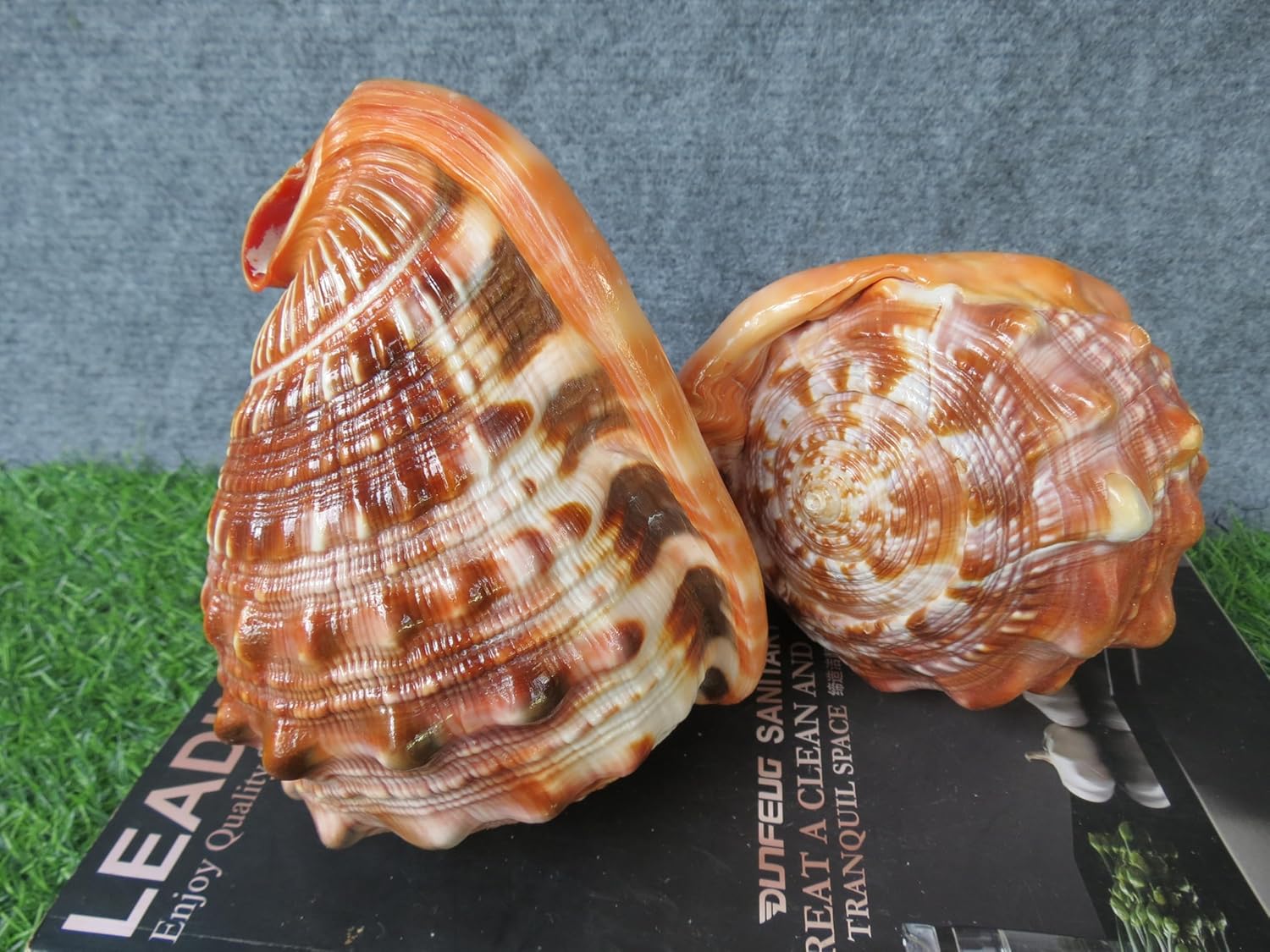 Natural Bull's Mouth Helmet Conch Shell Coral Sea Snail Fish Ornament Tank Adorn, Lovely Big Sea Shell for Home Decoration, Aquarium Decoration (1 Piece, 5.91 Inches)