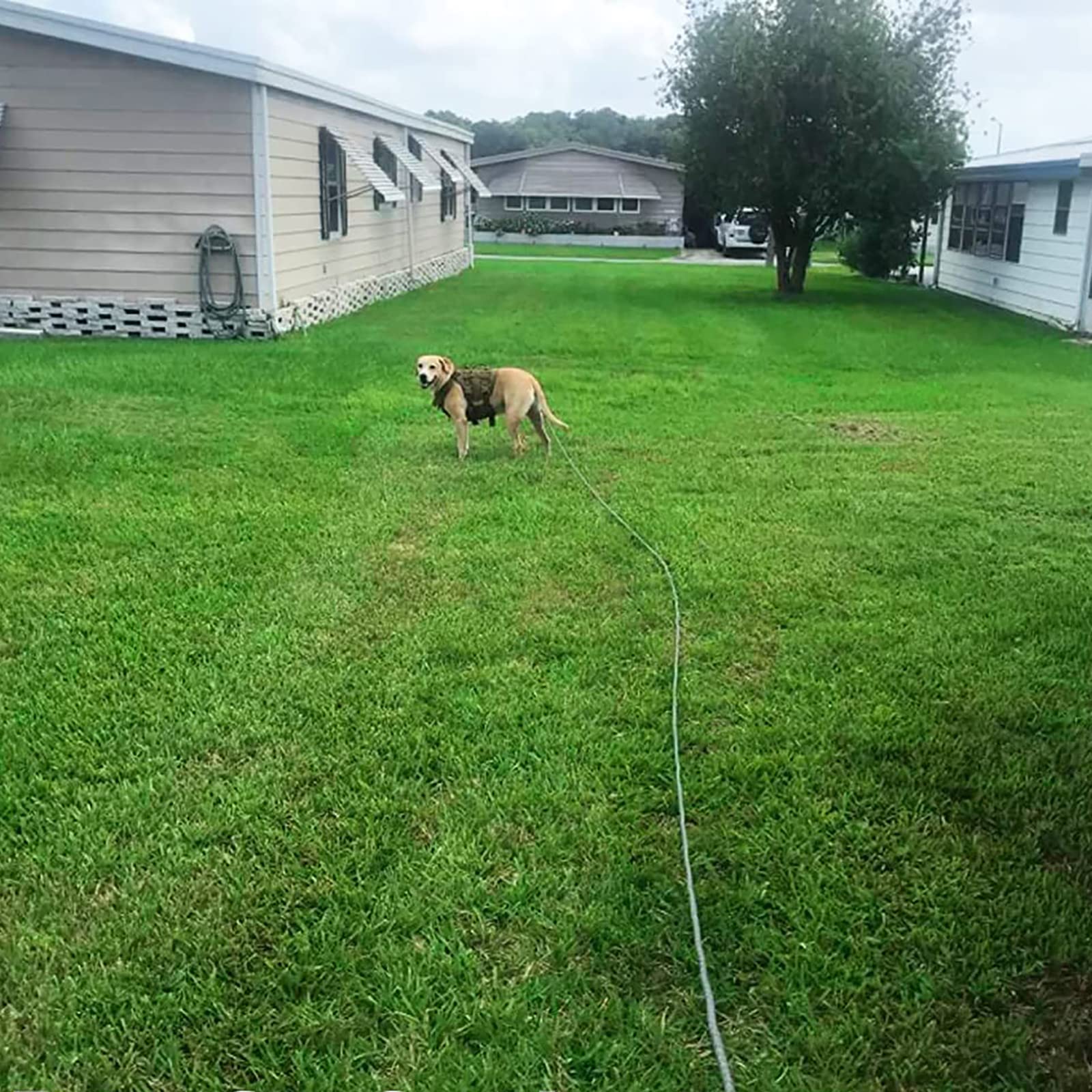 Laisse de Contrôle pour Chien pour Arrêter de Tirer sur la Laisse - Parfaite pour Les Promenades du Chiot - Facile à Utiliser Laisse Chien Laisse pour Chien