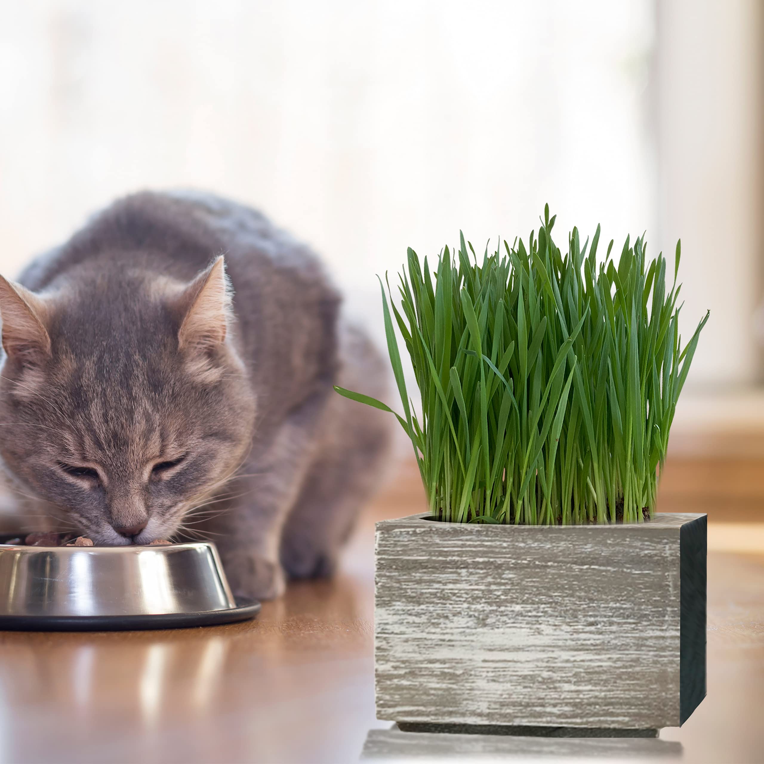 Organic Cat Grass Seeds Kit Organic Seed & Soil for 3 Growing's 4 x