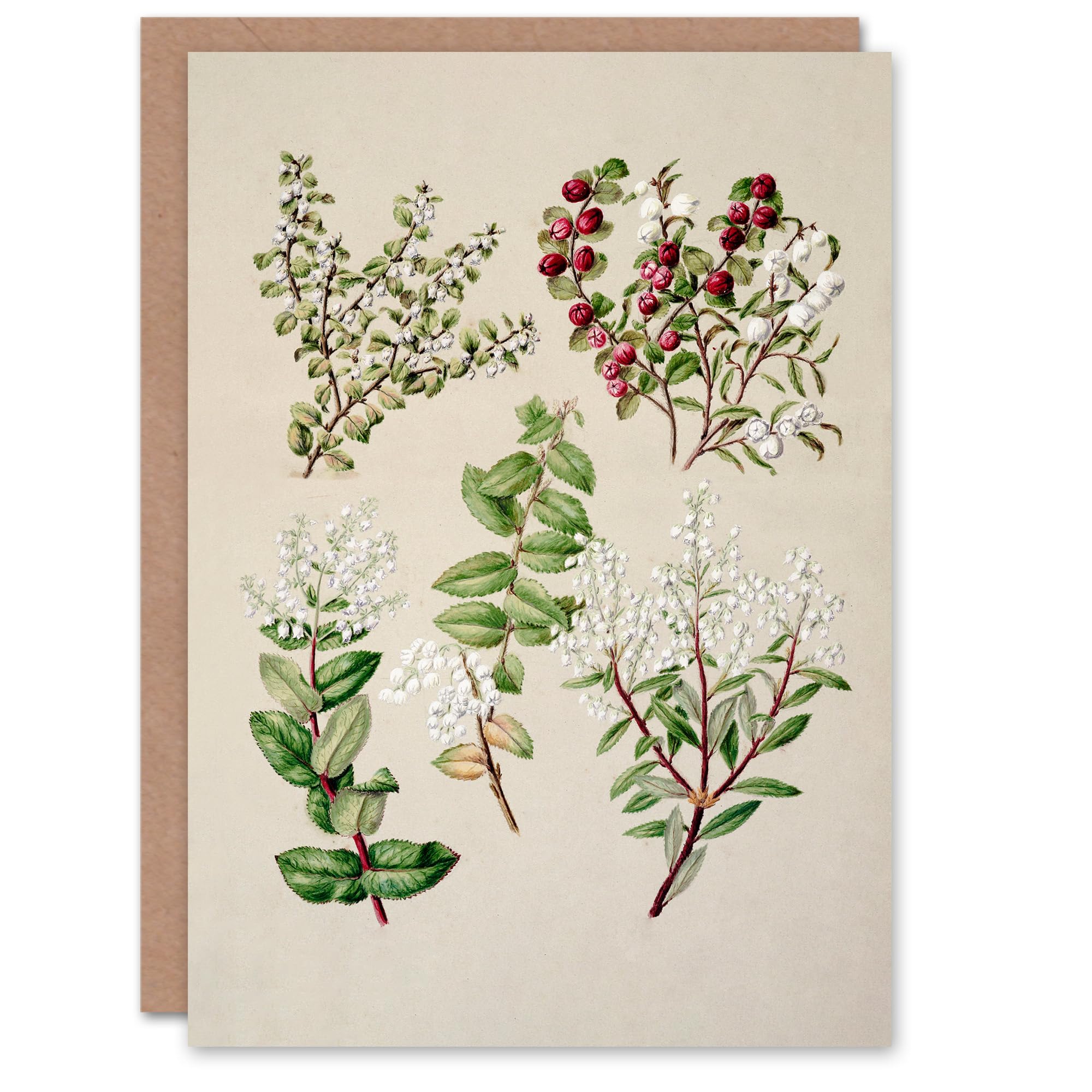 Artery8 Sarah Featon Art Card New Zealand Gaultheria Flowering Plant