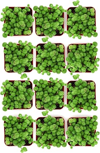 Miniatura 2 de Shop Succulents String of Pearls - Maceta suculenta de 2 pulgadas, paquete de 12