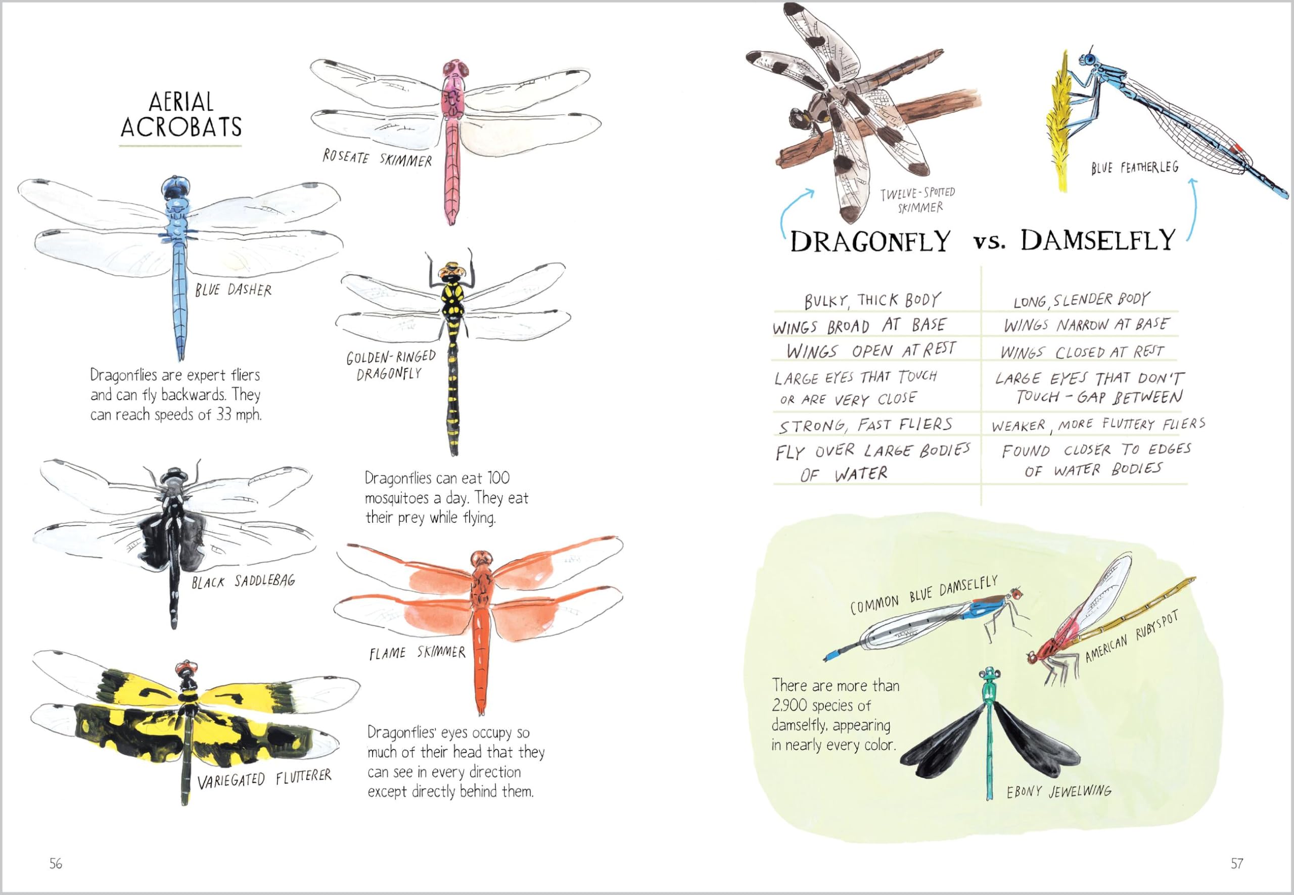 Insect Anatomy: The Curious World of Bees, Beetles, Butterflies, and Bugs
