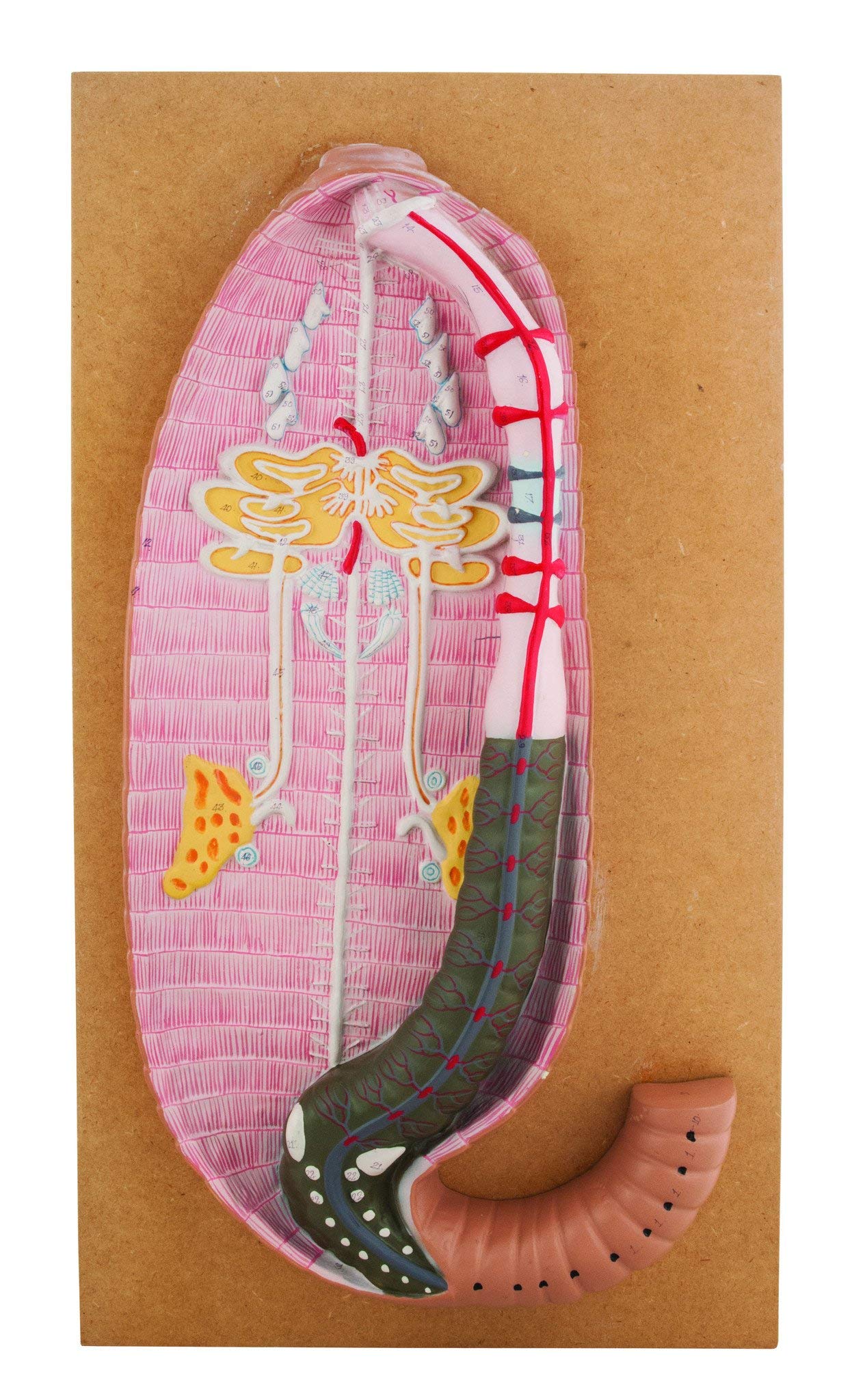 Eisco Labs Premium Earthworm Dissection Model; Very Large Size - Earthworm 19" Long and 7" Wide