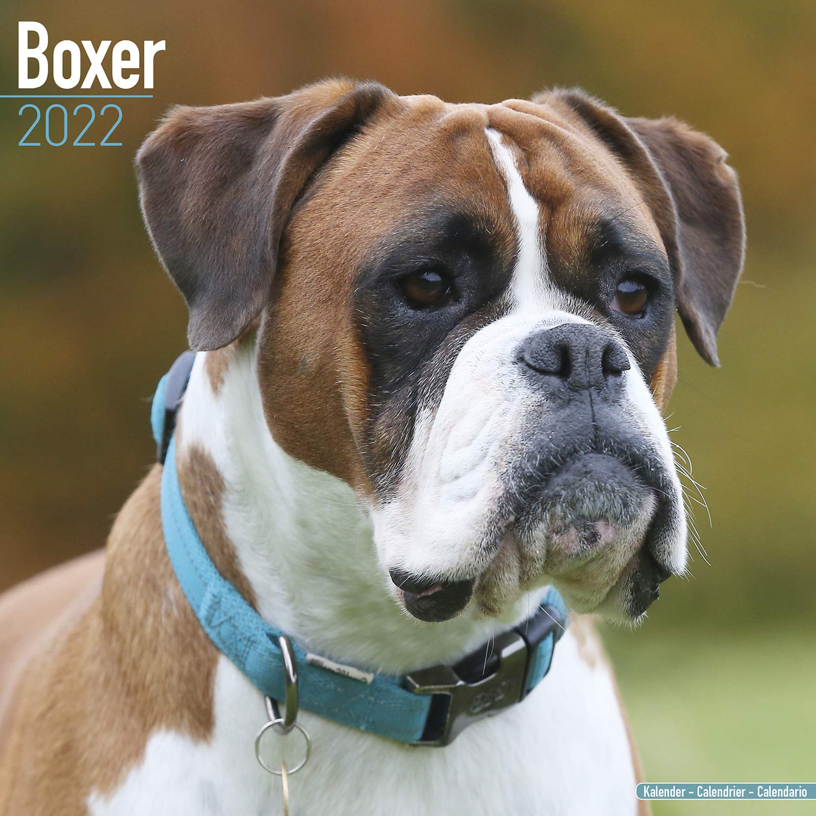 Boxer Calendar 2025 | 16 months | with FREE Organisational Stickers