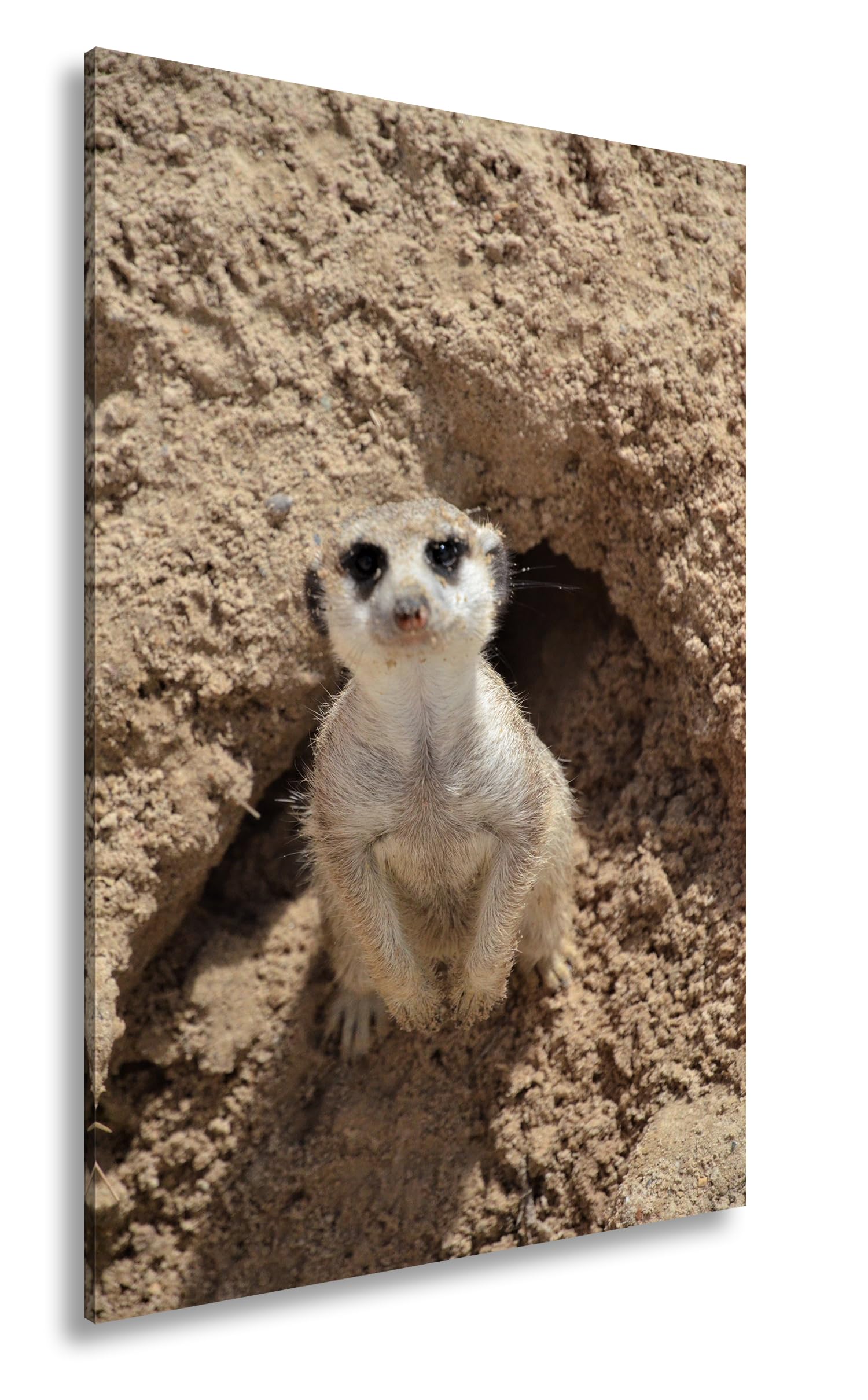 Impression sur toile suricate grand format pour habiller un mur vide - 8