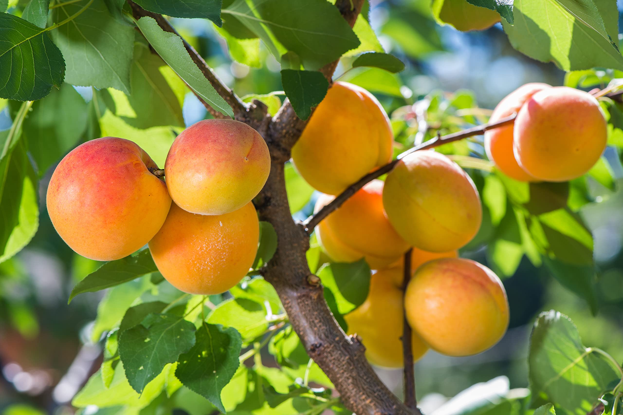 1 Aprikose " Ungarische Beste" 120-150cm im großem Topf Aprikosen Obst Busch Prunus armeniaca ideale Kuchen- & Einmachfrucht – robust & winterhart