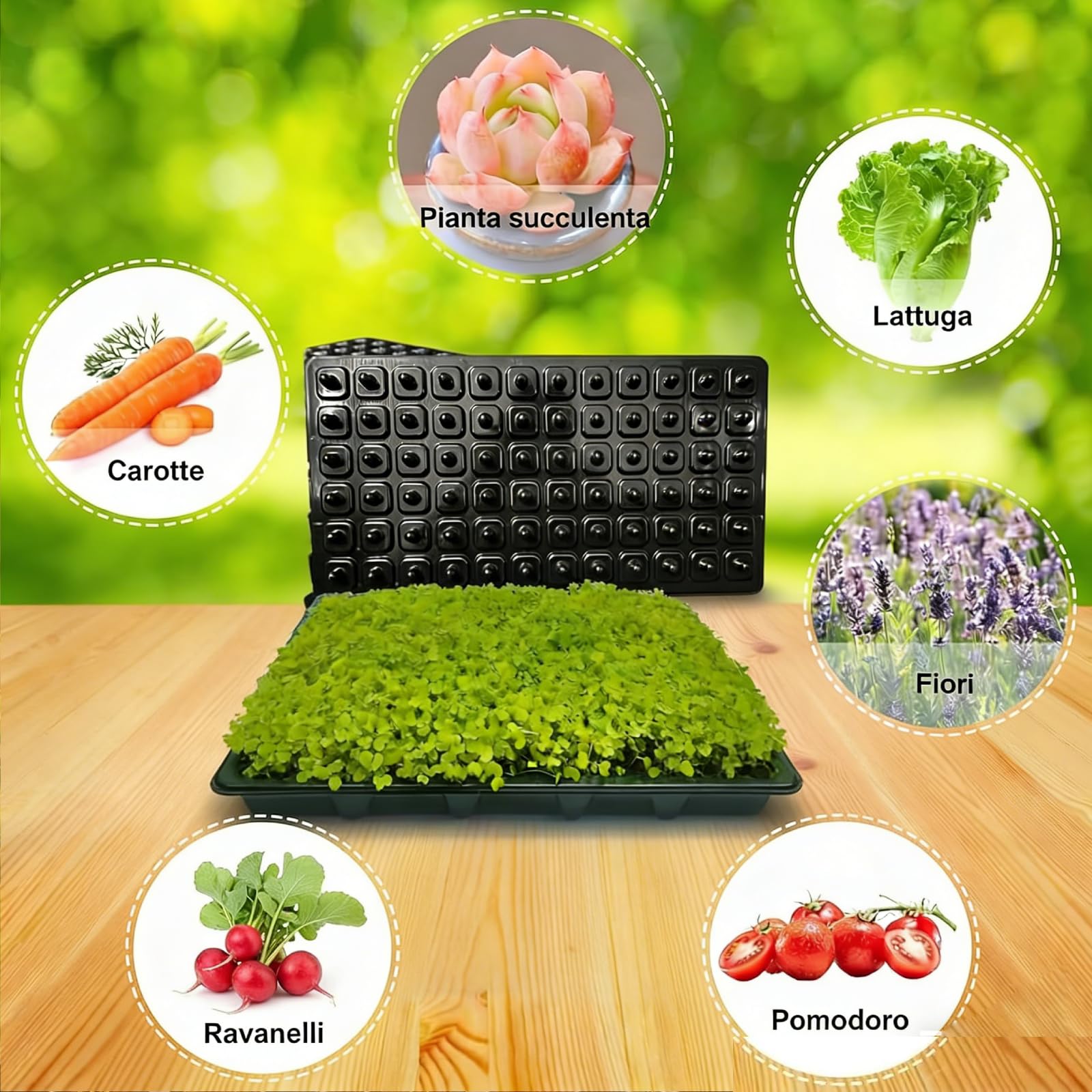 predolo 12 Vassoio Germinazione per Piantine da con Griglia, Vasi per Semina con Foro di drenaggio, Semenzaio, Mini Serra, Vaso di Propagazione per Frutta, Coltivazione da Interni ed Esterni, 72 Celle