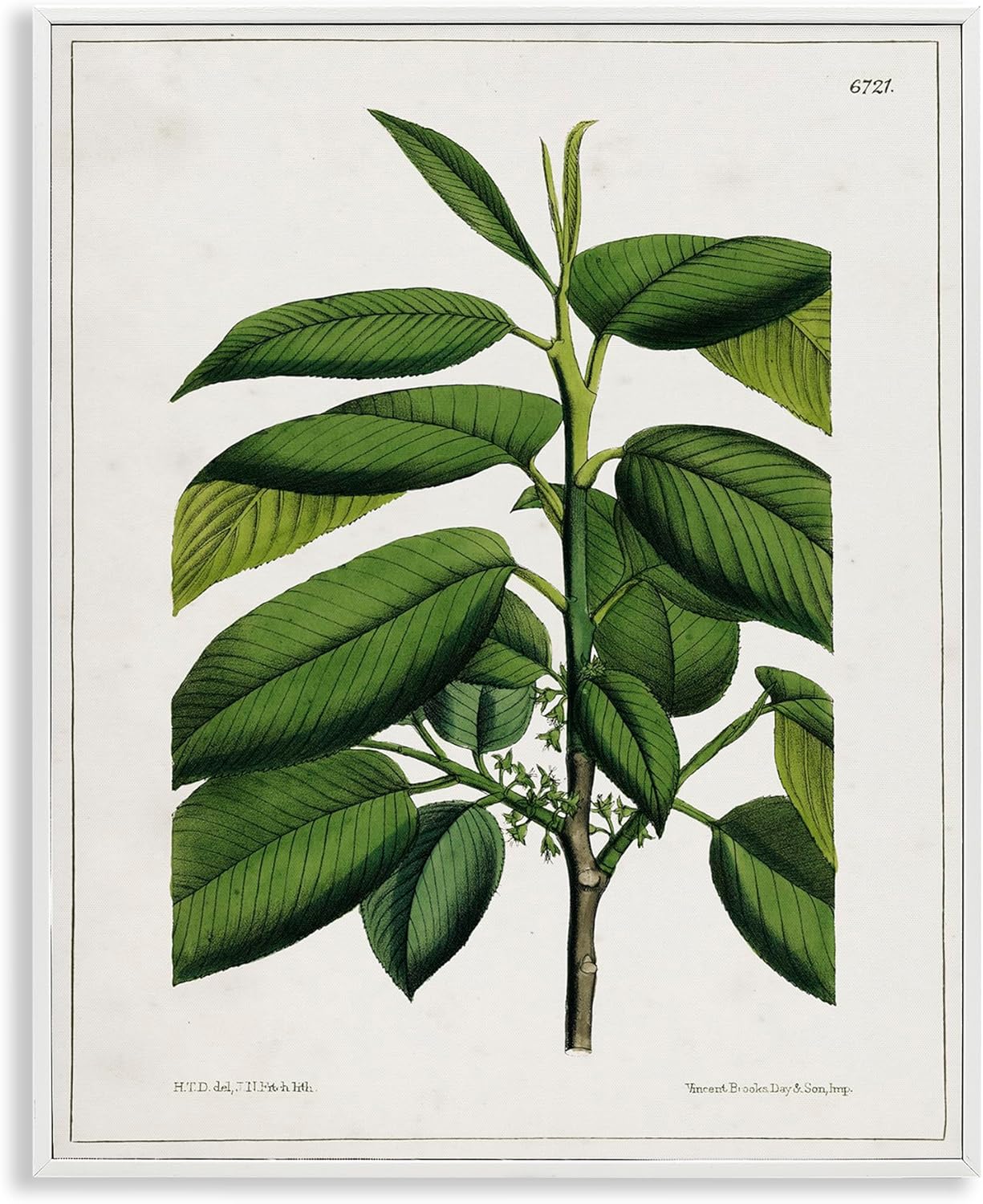 Stupell Industries Scientific Woodland Plant White Framed Giclee Wall Art Design by Tina Higgins Designs, Inc., 24 x 30