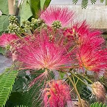 Garten-Schlüter Silk Tree Ombrella 50 - 70 cm in 5 L Pot - Albizia Julibrissin - Umbrella Shaped Growth - Pink Brush Flowers - Great Autumn Colouring