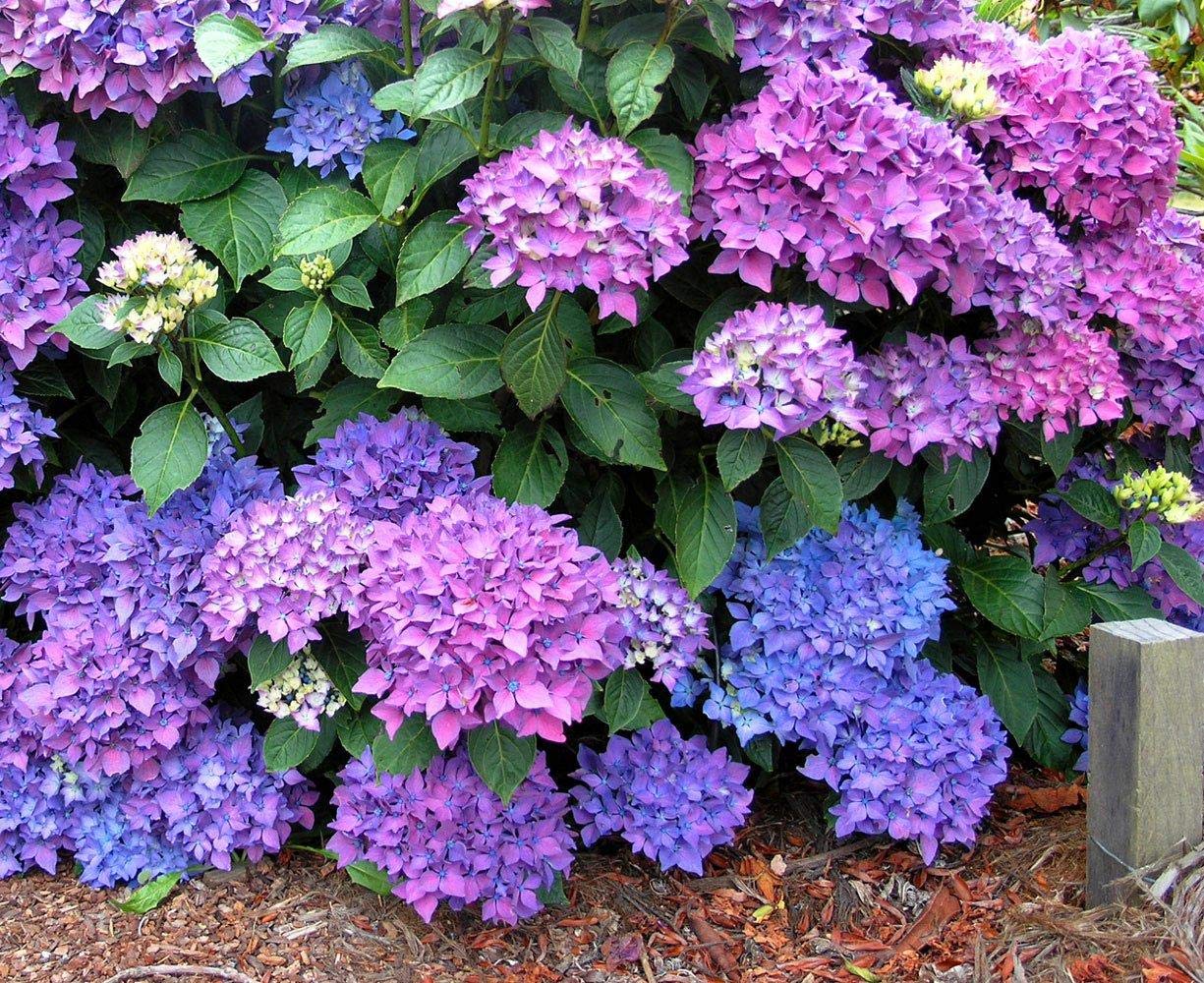 Aiden Gardens Hybrid Hydrangea Plants Pia Hydrangea macrophylla 1 Healthy Live Plant (B08473H963) Amazon Price History, Amazon Price Tracker