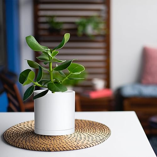 Miniatura 30 de D'vine Dev Paquete de 2 macetas de plástico modernas de 6.5 pulgadas, macetas de jardín pequeñas para plantas con agujeros de drenaje y platillos