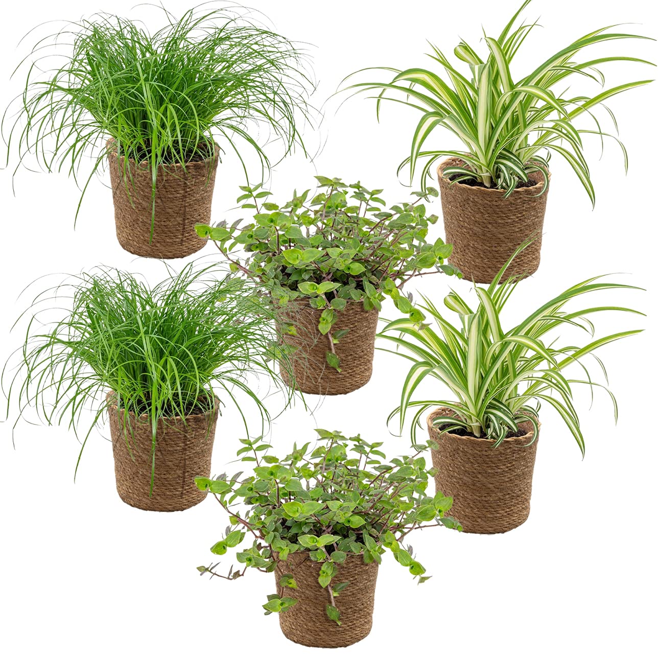 Bloomique - Lot de 6 - Plantes sans danger pour les animaux - Chlorophytum, Cyperus, Callisia - Plantes d’intérieur - Hauteur 20-30 cm - Panier en jonc de mer 12 cm