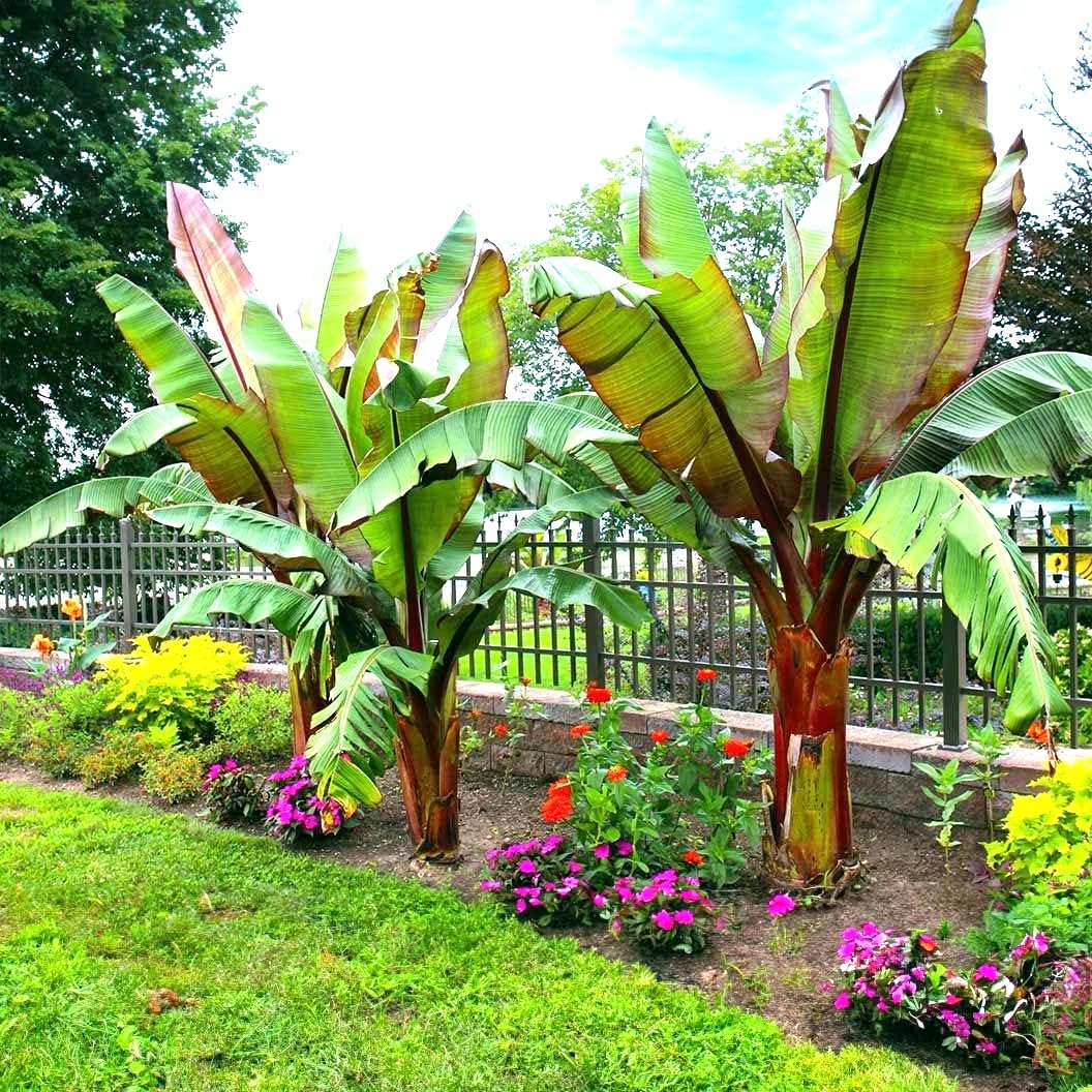 100% Racetrap Soft Tact Banana ワンハンドレッド Amazon.com : Red Abyssinian Banana (Ensete Maurelii) 5-9
