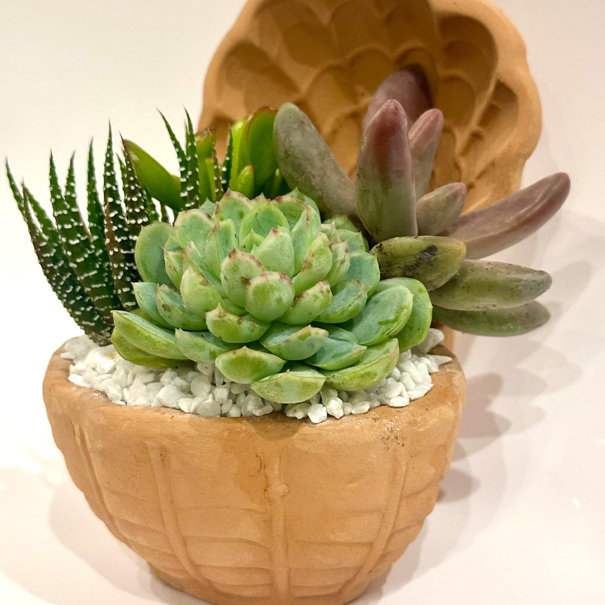 Composizione di Succulente Vere in Vaso in Terracotta a Conchiglia, Mini Giardino Decorativo 20x20x14 cm, Piante Grasse Facili da Curare per Casa e Ufficio, Idea Regalo