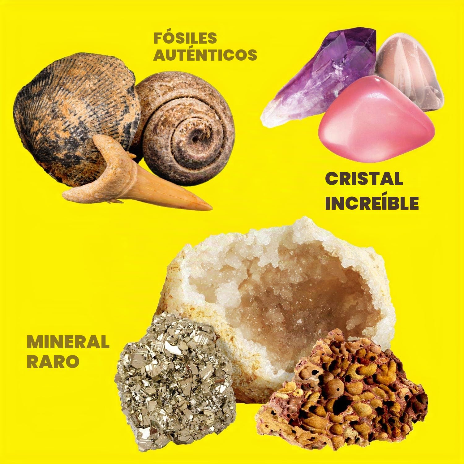 XXTOYS - Kit de Piedras y Minerales Coleccionables - 250 Geodos y Fósiles Naturales - Se Entrega con Escaparate y Estuche - 6 7 8 9 10 Años