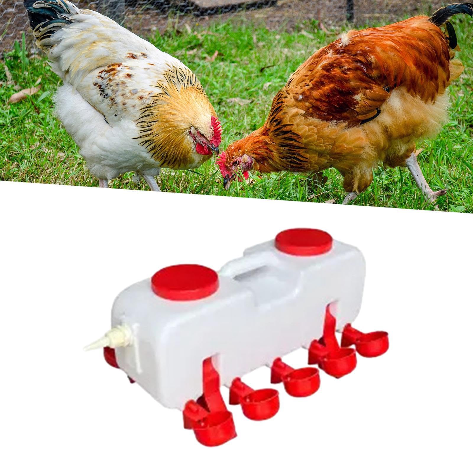Abreuvoir de qualité supérieure pour Canards, Automatique, S