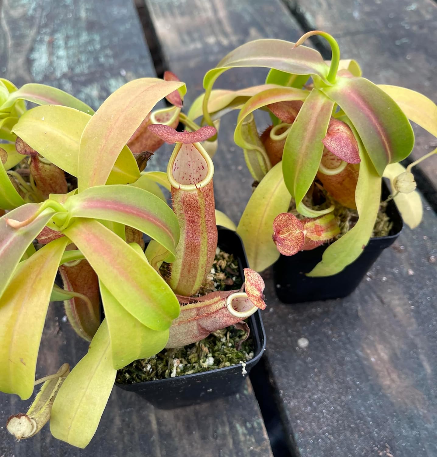 Nepenthes Sanguinea Pitcher Plant - Live Carnivorous - Beginner Friendly Tropical Pitcher Plant by Savage Gardeners
